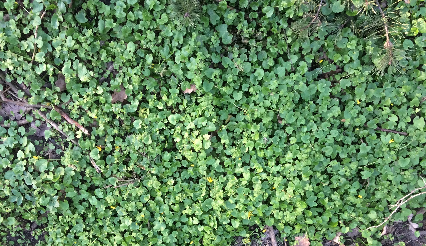 lots of clovers from above